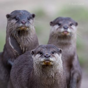 Asian small-clawed otter : Cotswold WP : 18 Dec 2015