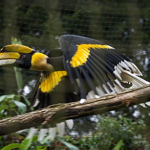 Great hornbill : Cotswold WP : 18 Dec 2015