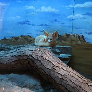 Fennec Fox 031215