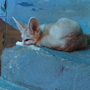 Fennec Fox 031215