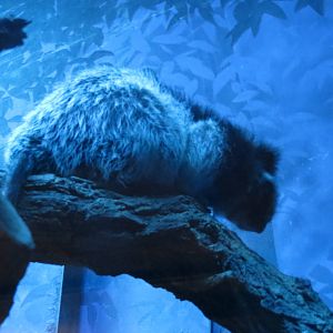 Northern Luzon Giant Cloud Rat 031215