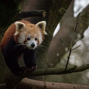 Red panda : Cotswold WP : 18 Dec 2015