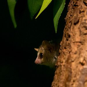 Grey mouse lemur : Cotswold WP : 18 Dec 2015