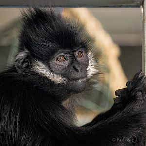 Francois langur : Twycross : 22 Oct 2015
