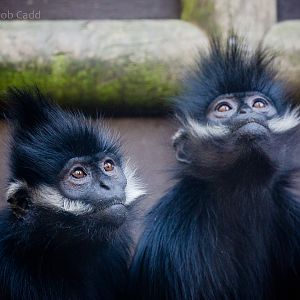 Francois langur : Twycross : 22 Oct 2015