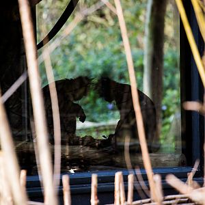Francois langur : Twycross : 26 Feb 2016