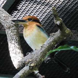 Micronesian Kingfisher