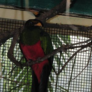 Two Golden Heads, One Photo