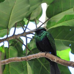 Emerald Starling (?)