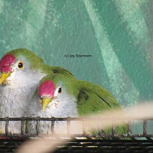 Beautiful Fruit Doves