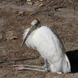 Wood Stork