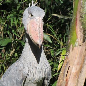 Shoebill Stork