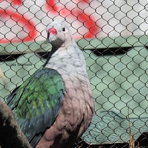 Red-Knobbed Imperial Pigeon