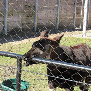 Okapi Teething