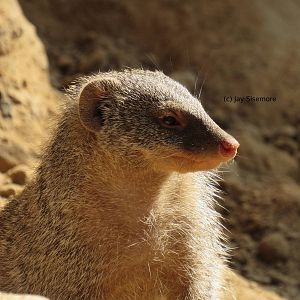 Banded Mongoose
