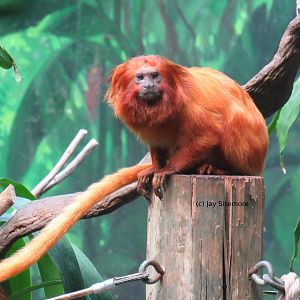 Golden Lion Tamarin