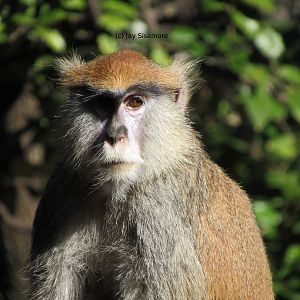 Patas Monkey