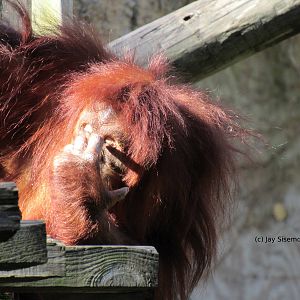 Bornean Orangutan