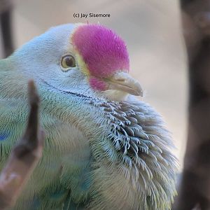 Mariana Fruit Dove