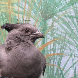 White Bellied Go-Away Bird