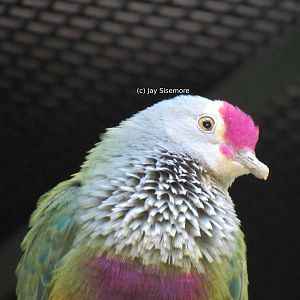 Mariana Fruit Dove