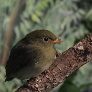 Golden Capped Manakin