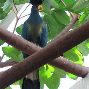 Great Blue Turaco