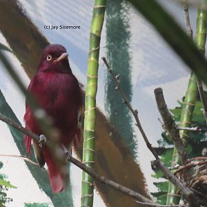 Pompadour Cotinga