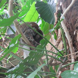 White-Eared Titi Monkeys