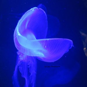 Dead Moon Jelly?!