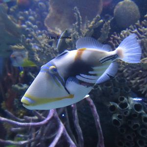 Humuhumunukunukuapua'a