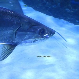 Weird growth on this fish's face?