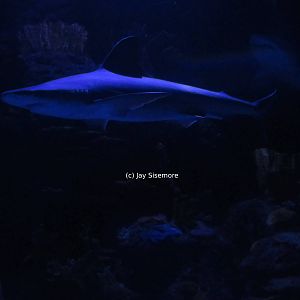 Sandbar Shark