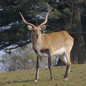 Kafue Flats lechwe buck