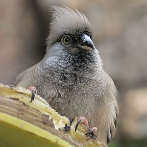 Speckled Mousebird 1 Banana 0