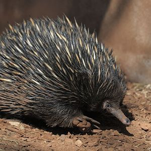 Short-beaked echidna