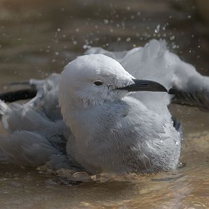 Grey gull bathing