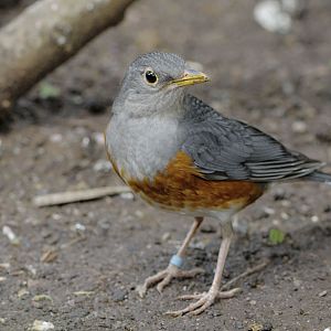 Grey-backed thrush