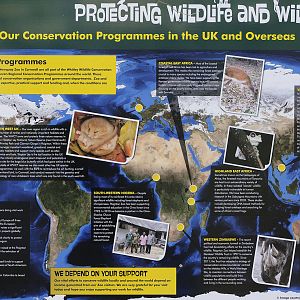 Conservation Projects Poster