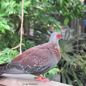 Spectacled Pigeon (African Rock Pigeon)