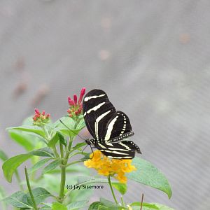 Zebra Longwing