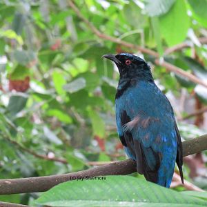 Asian Fairy Bluebird