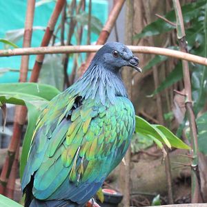Nicobar Pigeon