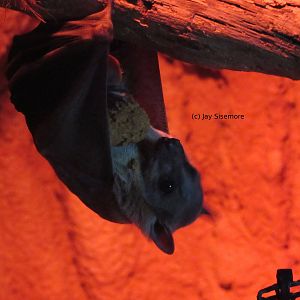 Egyptian Fruit Bat