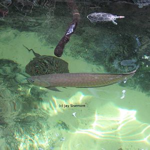 Black Arowana