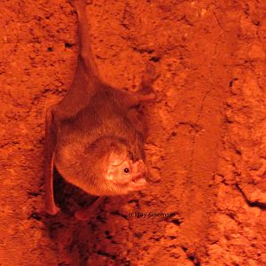 Vampire Bat