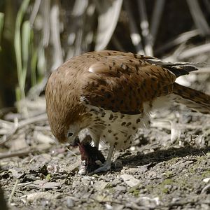 Mauritius kestrel feeding 2007