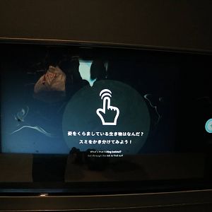 Interactive tank: octopus - EPSON Aqua Park, February 2016