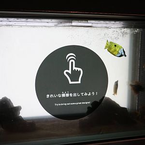 Interactive tank: Venomous patterns - EPSON Aqua Park, February 2016