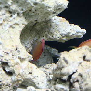 Peach anthias - EPSON Aqua Park, February 2016